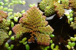 Azolla pinnata: plant floating on the surface of standing water with regularly branched stems bearing densely imbricate, ovate, papillate, floating leaves. 
 Image: L.R. Perrie © Leon Perrie 2012 CC BY-NC 3.0 NZ